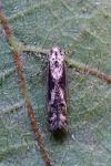 Blastodacna hellerella