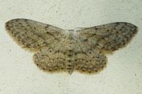 Idaea seriata