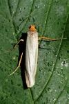 Eilema caniola
