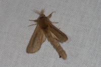 Phragmataecia castaneae