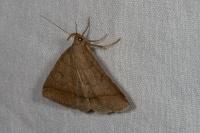 Zanclognatha lunalis