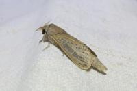 Phragmataecia castaneae