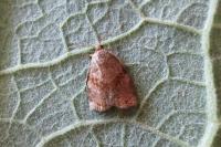 Archips rosana