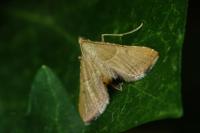 Endotricha flammealis