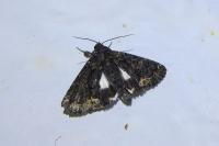 Catephia alchymista