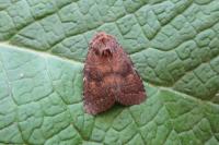 Rusina ferruginea