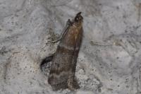 Vitula biviella