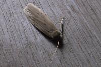 Pelosia muscerda