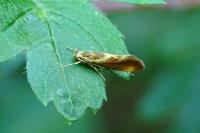 Metalampra italica