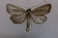 Archanara neurica