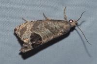 Notocelia uddmanniana