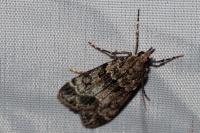 Eudonia mercurella