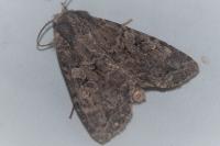 Fissipunctia ypsillon