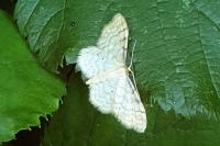 Idaea fuscovenosa