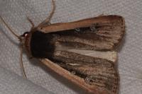 Ochropleura leucogaster