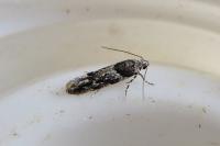 Recurvaria nanella