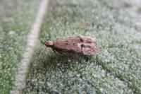 Teleiodes vulgella