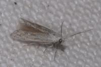 Ptocheuusa inopella