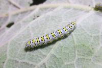 Cucullia verbasci