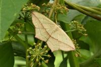 Timandra comae
