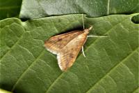 Udea ferrugalis