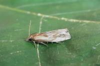 Eucosma cana