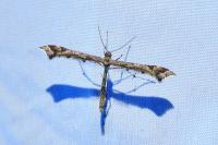 Amblyptilia acanthadactyla