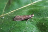 Eccopisa effractella