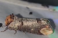 Phalera bucephala
