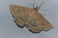 Psammotis pulveralis