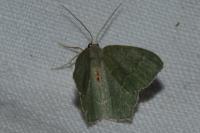 Hemithea aestivaria