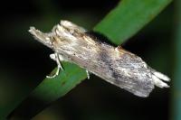 Pterostoma palpina
