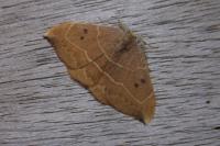 Watsonalla binaria