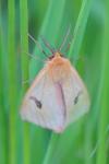 Diacrisia sannio