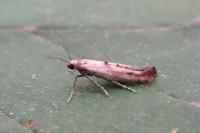 Epermenia aequidentella