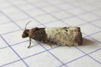 Notocelia roborana