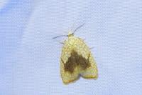 Acleris forsskaleana