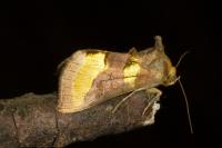 Diachrysia chrysitis
