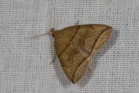 Herminia grisealis
