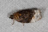 Apotomis betuletana
