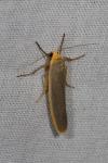 Manulea complana