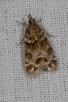 Eudonia mercurella