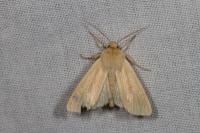 Mythimna pallens