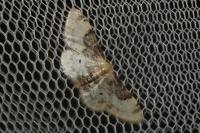 Idaea filicata