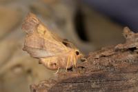 Ennomos fuscantaria