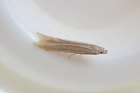 Batrachedra parvulipunctella