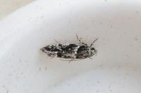 Recurvaria nanella