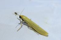 Indalia pygmaeola