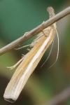 Agriphila tristella