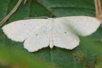 Scopula immutata